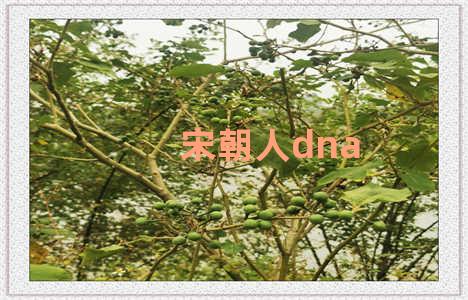 宋朝人dna